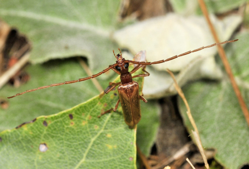 Cerambicydae da conf. - Vesperus luridus